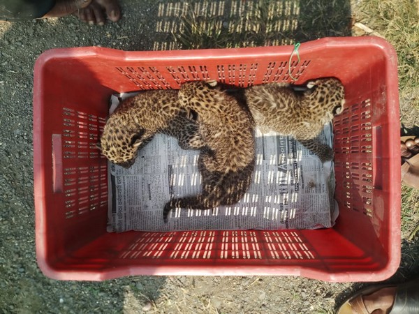 The 3 leopard cubs rescued by Wildlife SOS team in Pune.