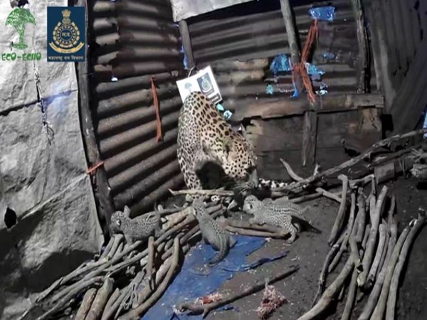 A leopardess gave birth to four cubs inside a hut in Igatpuri area of Nashik on Tuesday.