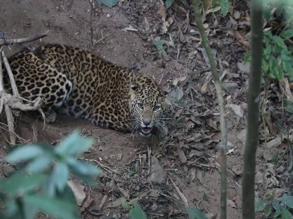 The leopard was rescued by forest officials in West Bengal's Darjeeling. (Photo/ANI)