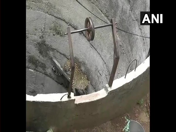 The leopard which fell into the well in Runvad village of Chhota Udepur district, Gujarat.
