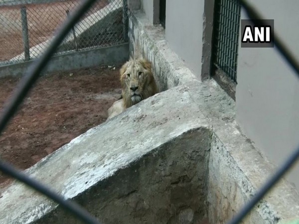 Bhopal's Van Vihar National Park acquires two lions from Bilaspur. Photo/ANI