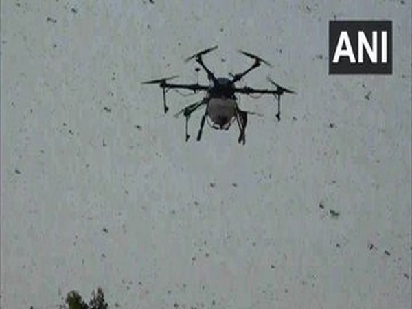 Drones being used in anti-locust operations. File photo/ANI