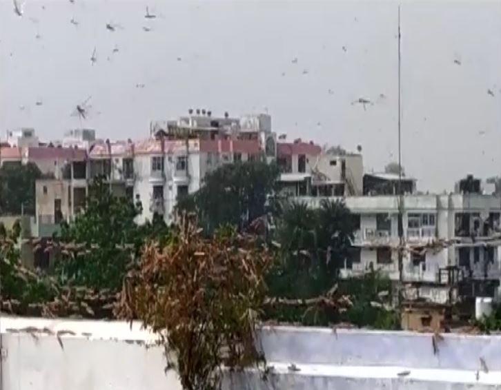 Swarms of locusts entered Prayagraj on Thursday. Photo/ANI