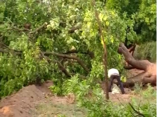 Many trees fell down in the region due to thunderstorms. Photo/ANI