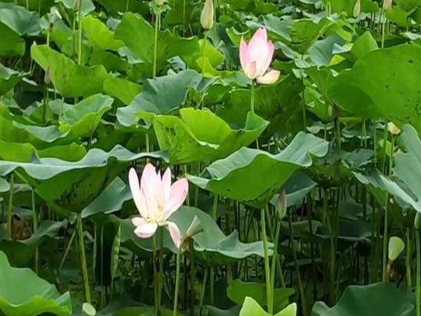 Lotus crop in Moradabad, Uttar Pradesh. (Photo/ANI)