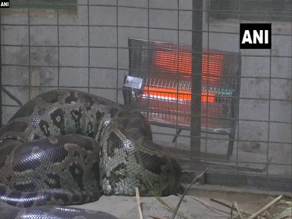 Pythons provided with heaters in Lucknow zoo.