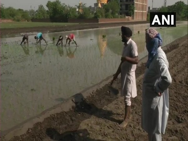 A visual from a farm in Ludhiana, Punjab on Thursday. Photo/ANI