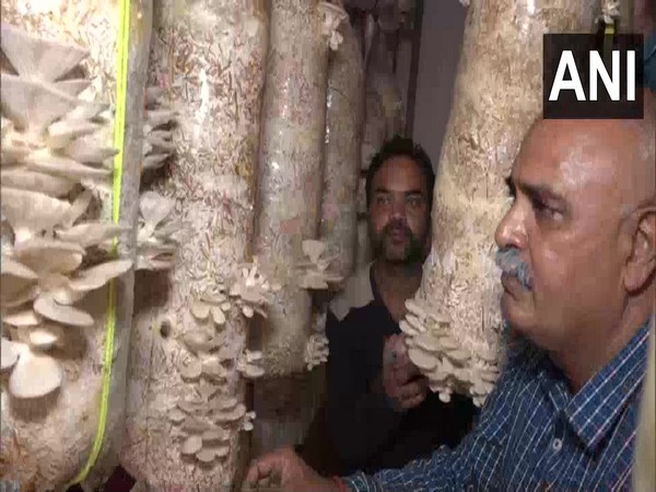 Mushroom farming in Dandyal area of Udhampur (Photo/ANI)