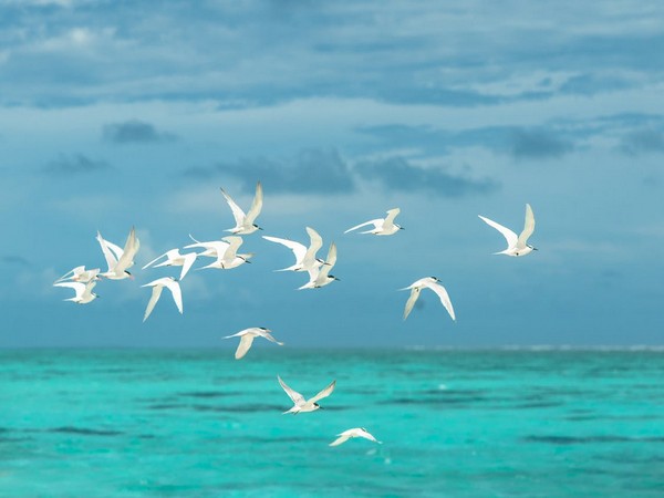 Bird (Representative Image)