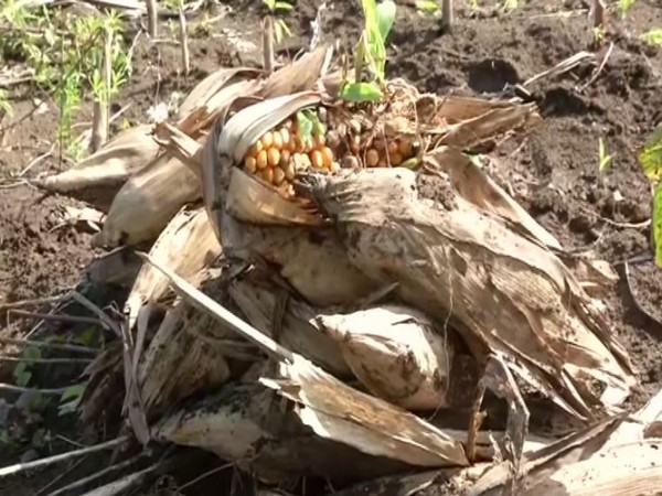 Heavy rainfall damages crops in Maharashtra. Photo/ANI 
