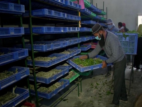 Experts in the Mirgund seed station taking care to increase the production of mulberry fruit crops. (Photo/ANI)