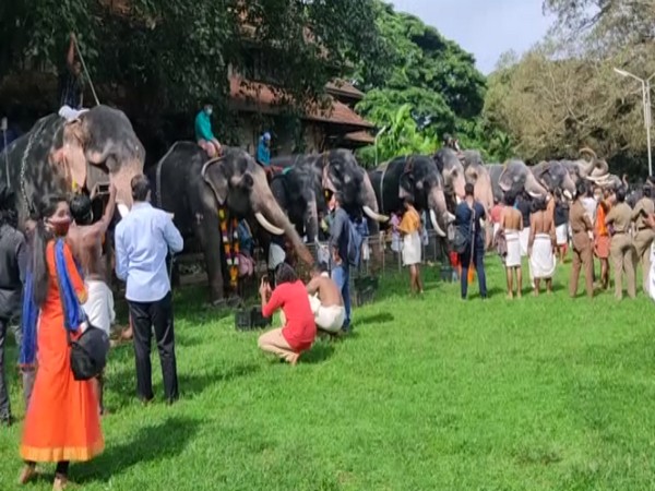 A visual of 'Aanayoottu ' festival at Vadakkunnathan Temple n Thrissur (Photo/ANI)