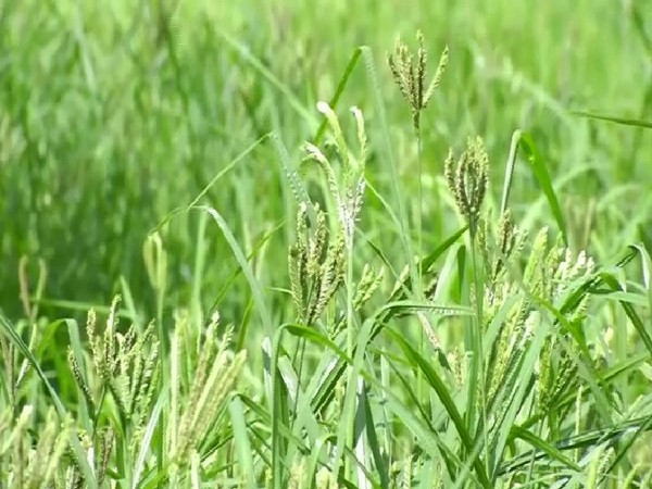Safari officials in Shivamogga cultivate grass, maize, millets in a safari park. Photo/ANI