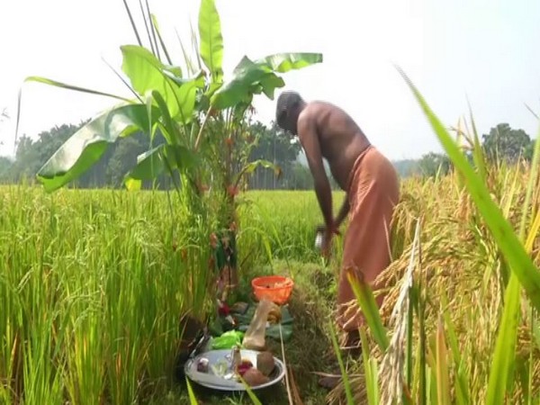 This festival is celebrated across Karnataka but it holds special importance for tribals belonging to the Malnad community. (Photo/ANI)