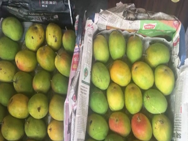 The decision to resume the export of Indian mango was taken during the 12th India-USA Trade Policy Forum (TPF) meeting held on November 23, 2021. 