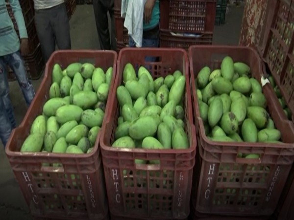 Malihabad's Dasheri mangoes Lucknow market [Photo/ANI]