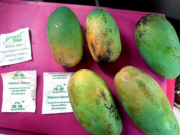 A photo of mangoes ripe by using China made chemicals in  Sambhal [Photo/ANI]