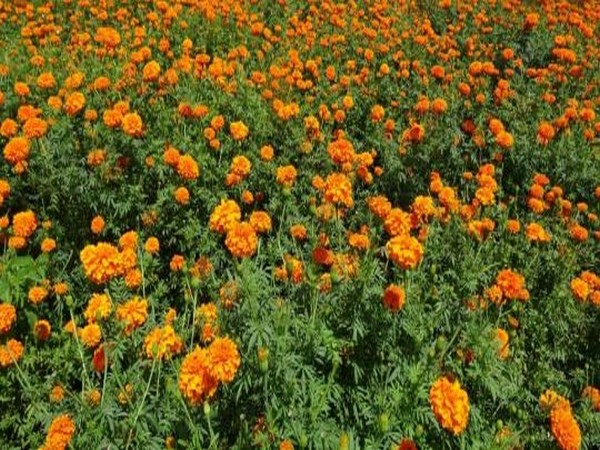 Representative image. 