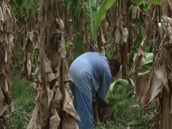A mentally-ill pateint cultivating bananas in the Regional Mental Hospital in Nagpur. Photo/ANI