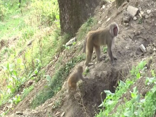 Monkeys in Himachal Pradesh migrating from urban to rural areas