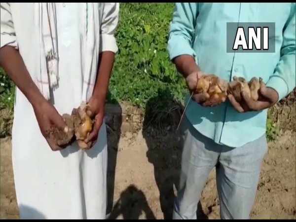Farmers showing damged potatoes in Moradabad after the recent rains (Photo/ANI)