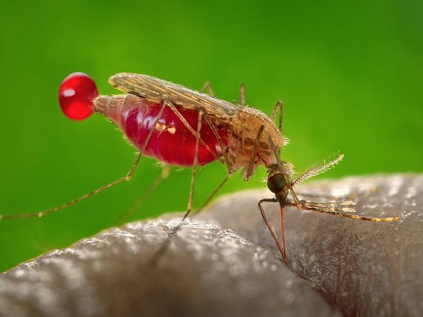 Dengue cases: Delhi Govt. directs hospitals to increase bed strength 