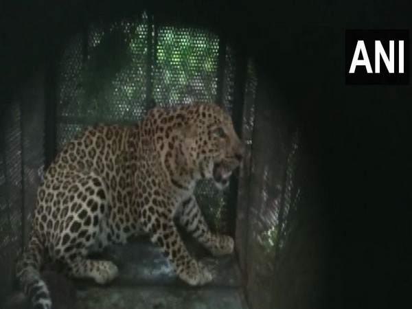 Leopard captured by forest department in Barwani district on Monday. Photo/ANI