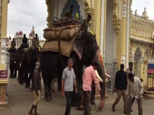 Mysuru Elephants rehearsing for parade in Mysuru on Friday. Photo/ANI
