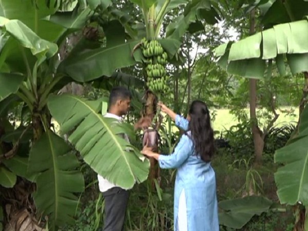 Vivek and Vrinda Shah working in their organic farm. Photo/ANI