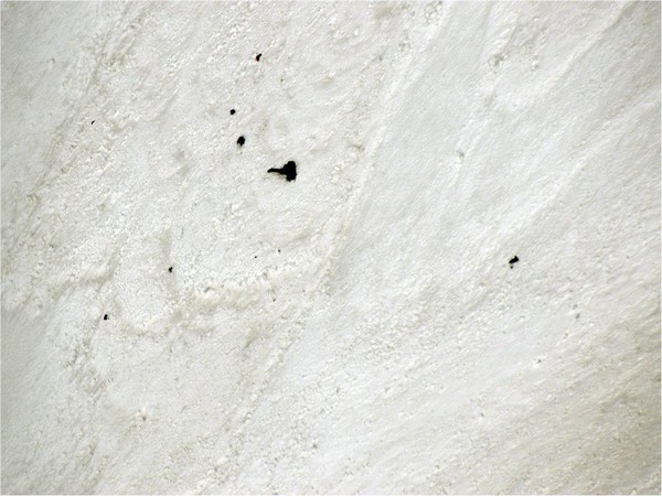 File pic ITBP recovers bodies of 7 foreign tourist hit by an avalanche near Nanda Devi on May 26