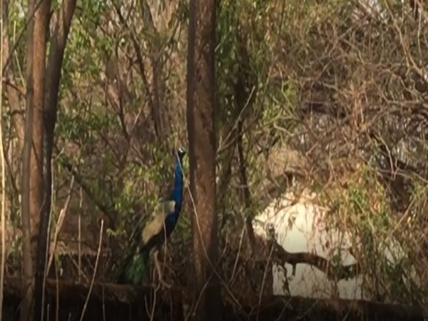 Around 70 to 80 peacocks roam over here, said Deepak Kulkarni, a resident of Meri Colony, Nashik. 