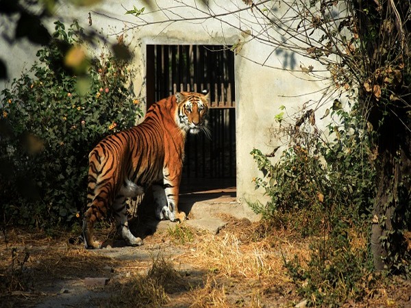 Nepal's Central Zoo opens after 8 months with precautions and limitations