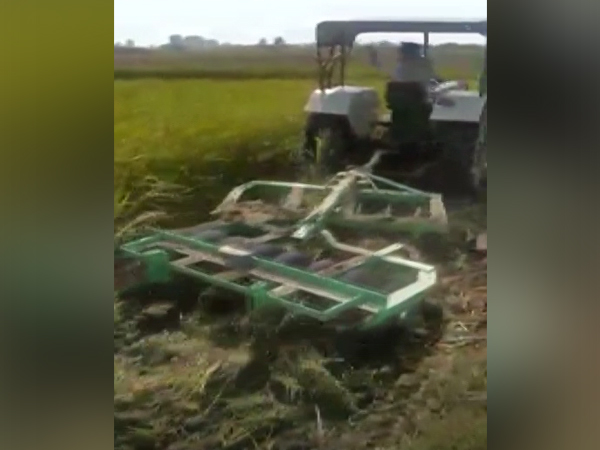 A farmer destroyed his own paddy crops in Lakhimpur (Photo/ANI)