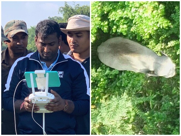 A team of officials led by Akash Deep Baruah, Chief Conservator of Forest of Lower Assam Zone, has successfully traced the elephant in Assam's forest on Friday. (Photo/ANI)