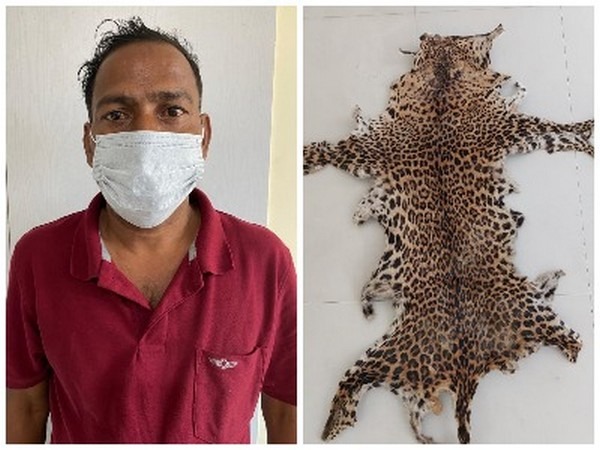 A Wildlife criminal arrested by STF team in Odisha and recovers leopard skin 