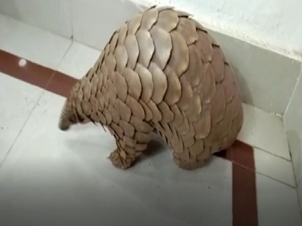 Live Pangolin seized in Odisha's Balangir (Photo/ANI)