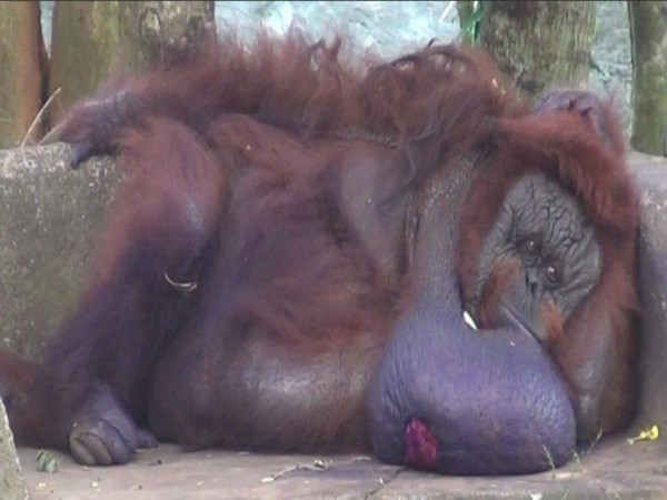 Orangutan Binny at Odisha Nandankanan