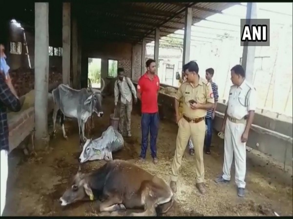 Jalalabad cow shelter in UP’s Kannauj district