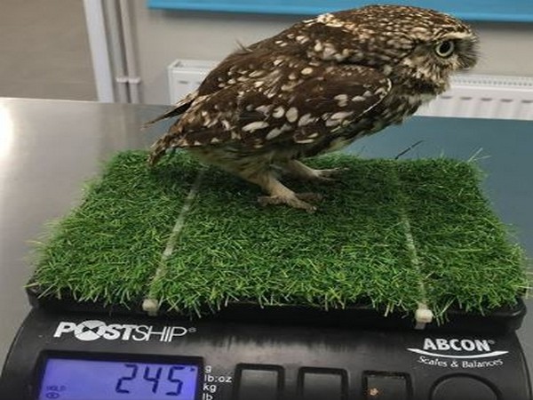 The owl was almost a third more than its peers of the same age and species (Picture courtesy: Facebook)