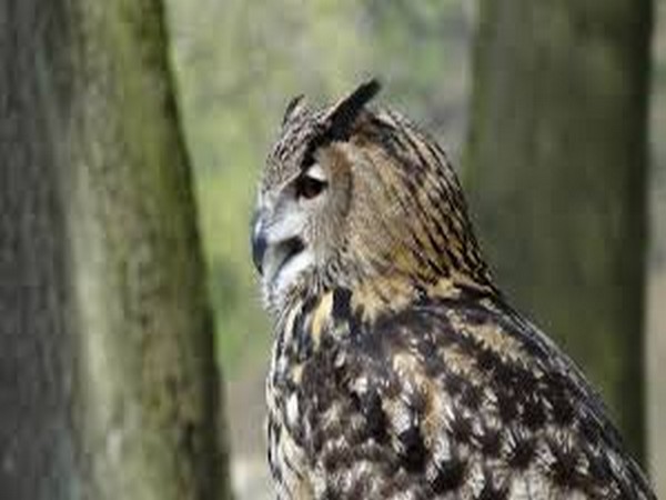 The hunting and trading of owl species are banned under the Wildlife (Protection) Act 1972 of India.