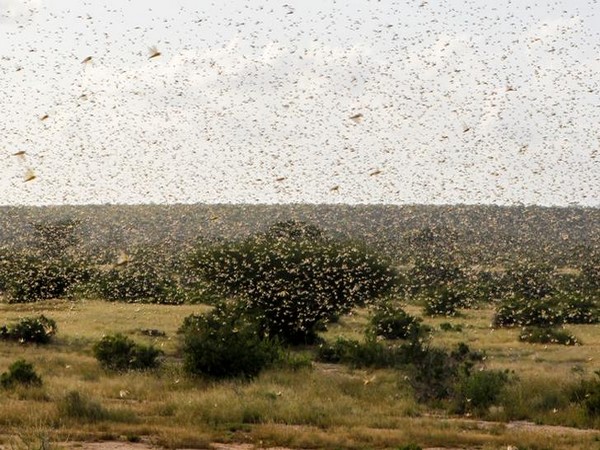 Swarms of desert locusts at a field (representative image)