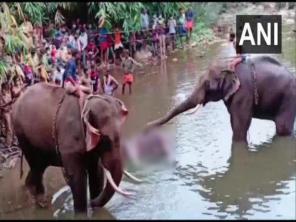 The post-mortem report also confirmed that the elephant had suffered incapacitating wounds in its oral cavity following an explosive blast in the mouth. Photo/ANI