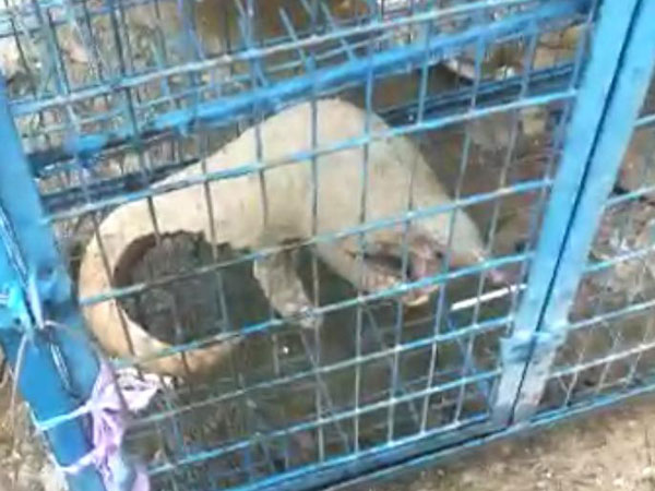 A pangolin was rescued by the Forest Department officials in Prakasam district today. (Photo/ANI)