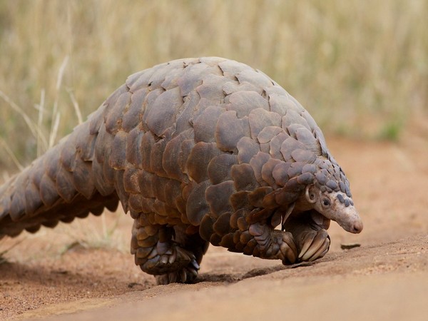 Listed as endangered, selling Pangolins for commercial purposes is an unlawful act under the Wildlife Protection Act.
