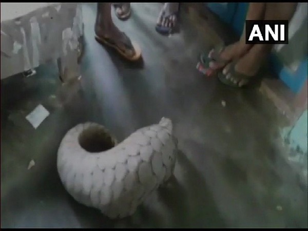 Forest officials rescue an Indian Pangolin from house in Cuttack, Odisha on Friday. Photo/ANI