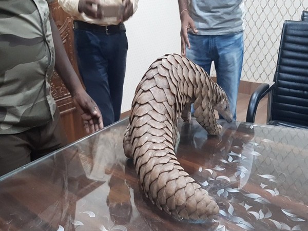 Pangolin rescued by Athagarh Forest Division team in Cuttack. (Photo/ANI)