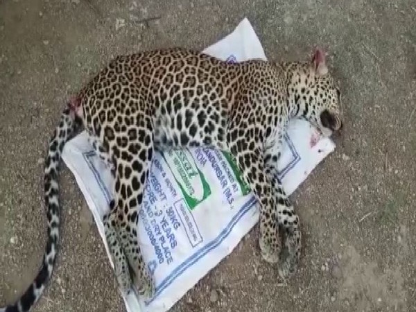 The body of the big cat was first spotted by a team of Larsen and Toubro, which was patrolling the national highway.