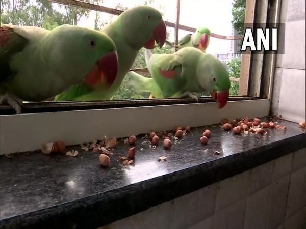 Parrots at Radhika Sonawane's house. (Photo/ ANI)