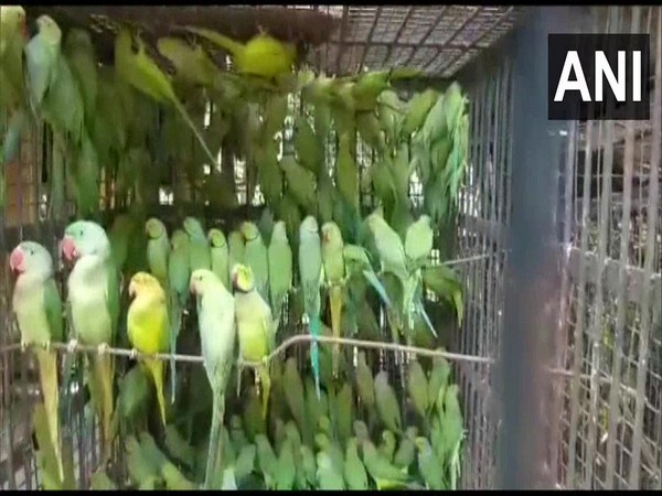 Parrots recovered from accused in Burdman, West Bengal.