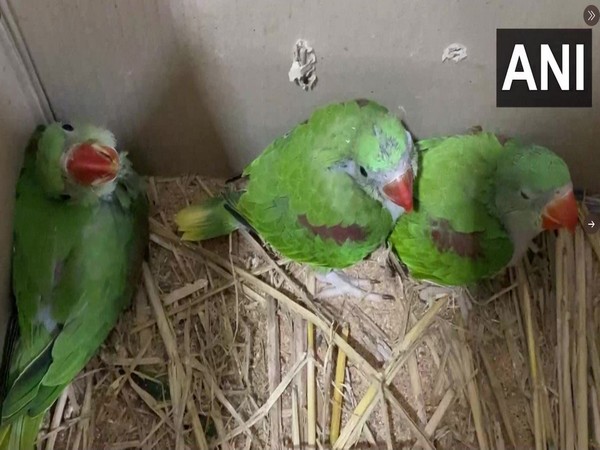 Parrots recovered from accused in Nashik (Photo/ANI)